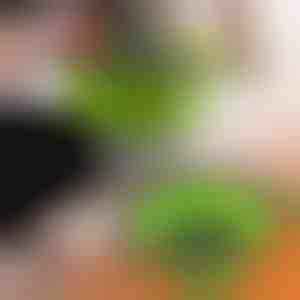 Siliconen zeefjes (2 stuks) | FOLDRAIN