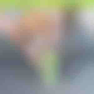 Reinigingsbeker voor hondenpoten | PAWSANI