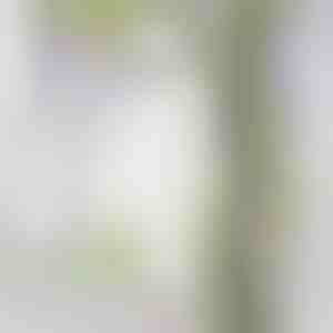 Simulatie blauwe regen wijnstok | WISBLOOM